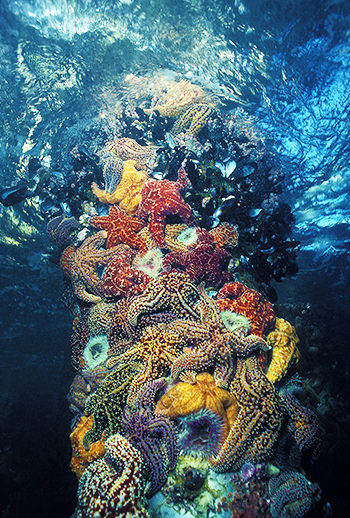 Color underwater photograph taken by Bob Evans.