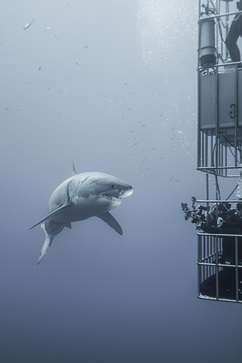 Image of a great white shark under the water taken by Ralph Clevenger.