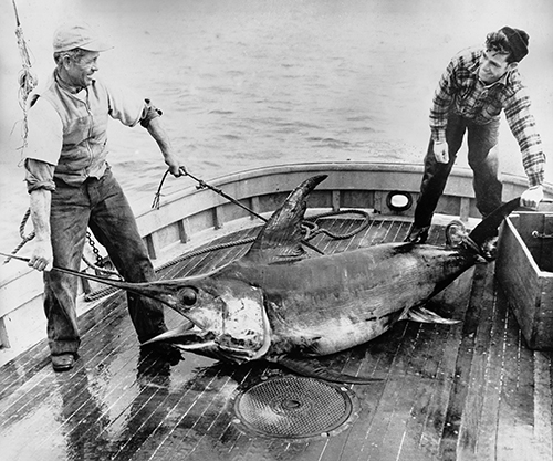 Historic photograph of two men with a swordfish.