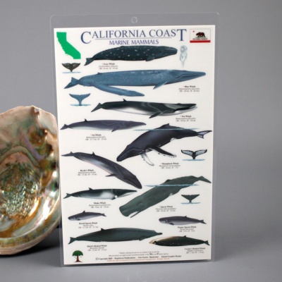 Marine Mammals Card