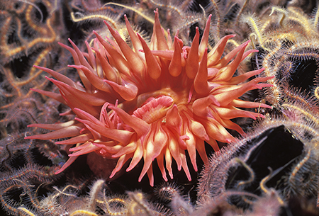 Photographer Bob Evans photo of a sea anemone.