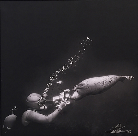 Ernie Brooks photograph of a diver and a sea lion in the ocean.