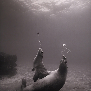 Ernest Brooks black and white photograph of two sea lions under the water.