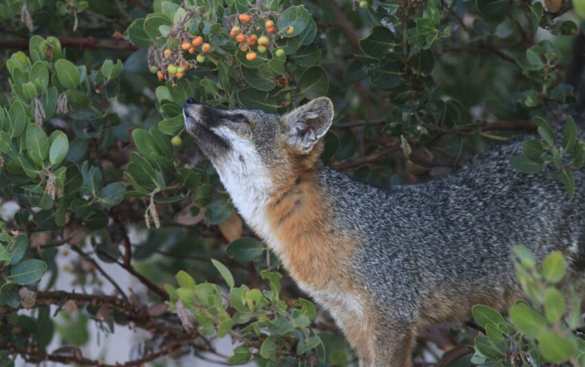 ChuckGraham_IslandFoxManzanitaBerries_IMG059