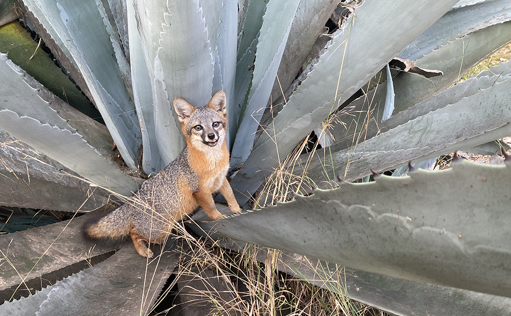 Image of a Channel Islands fox. Photograph courtesy of Chuck Graham.