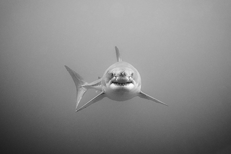 Black and white photograph of a great white shark.