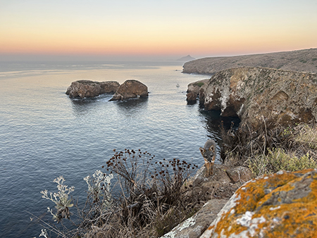 Image of a Santa Barbara Channel Island fox on Scorpion Rock.