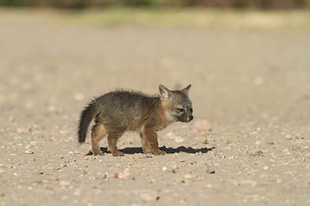 Image of a young Channel Island fox.