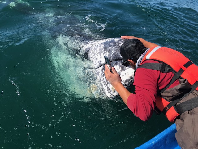 Santa Barbara Maritime Museum San Ignacio Lagoon Kiss a Whale