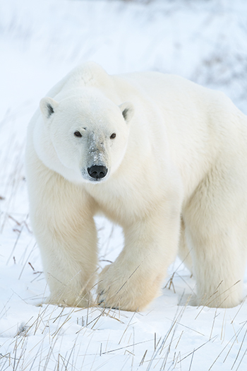 Image of a polar bear. Photograph by Ralph Clevenger.