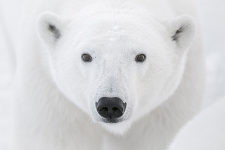 Close up image of a polar bear face. Photograph by Ralph Clevenger.