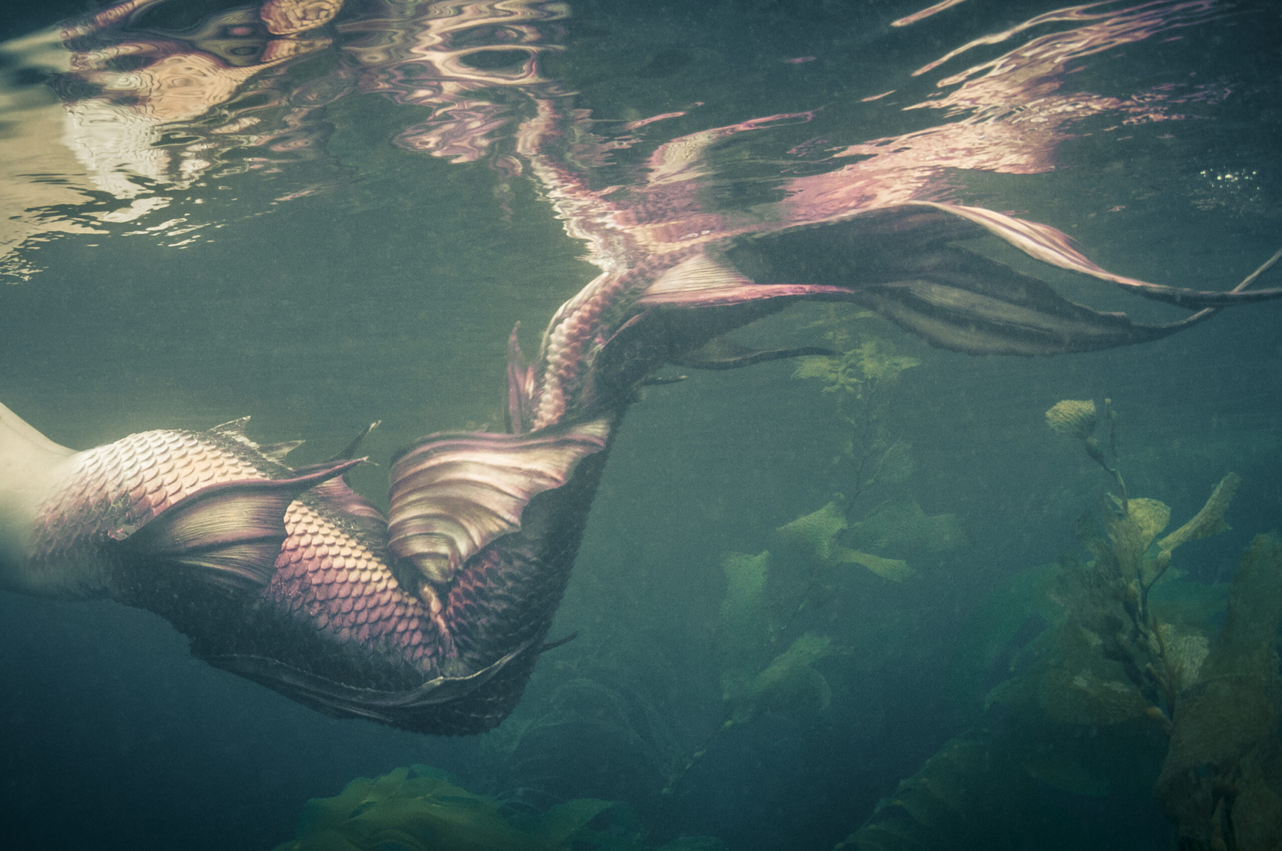 Image of a mermaid tail under the water.