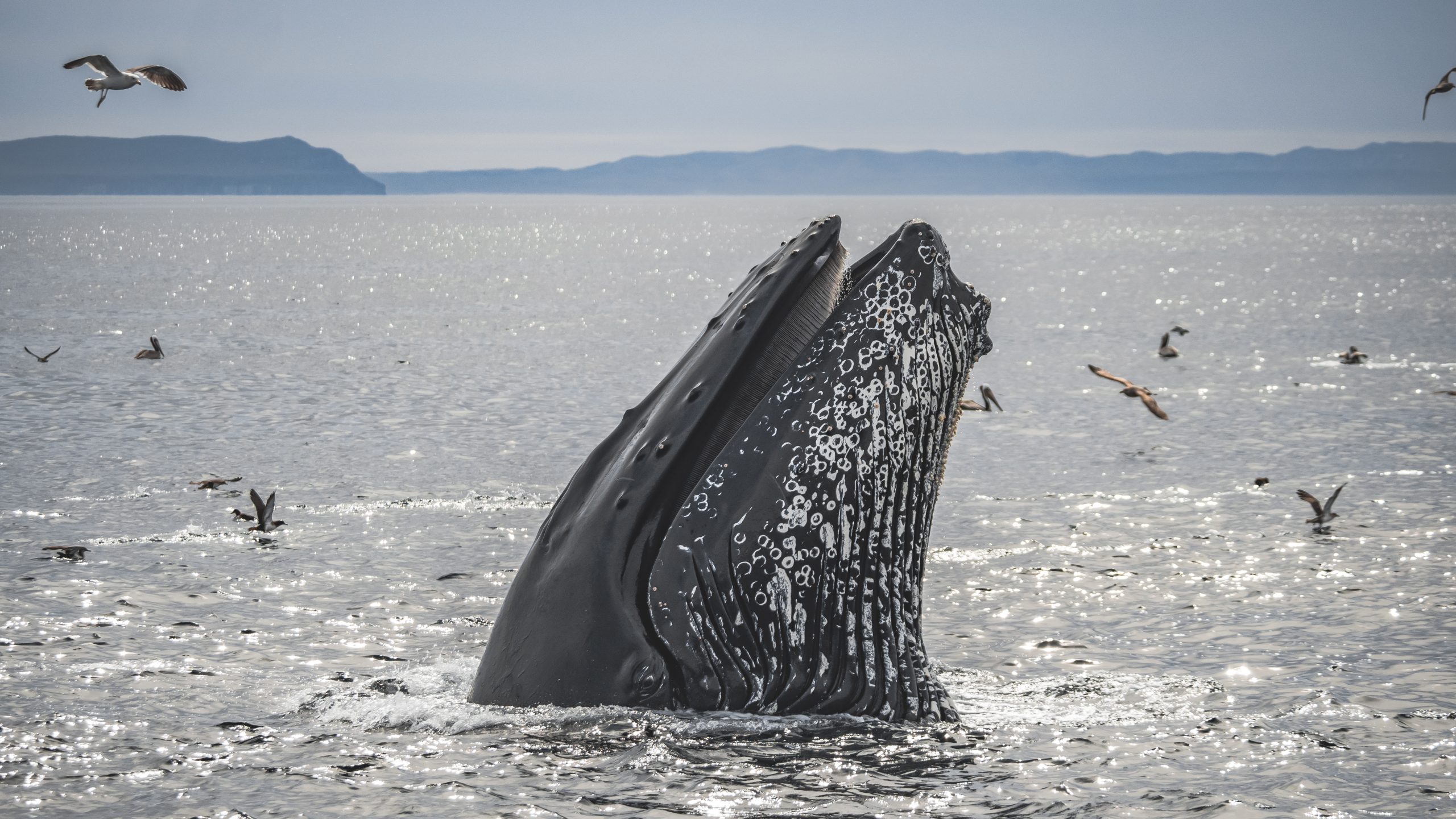 Spyhopping Humpback with Santa Cruz and Santa Rosa Island. Photo courtesy of Adam Ernster.