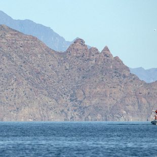 Photo of a blue whale and a small boat in Baja, Mexico.