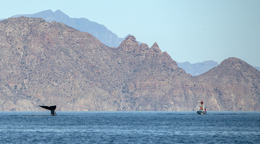 Photo of a blue whale and a small boat in Baja, Mexico.