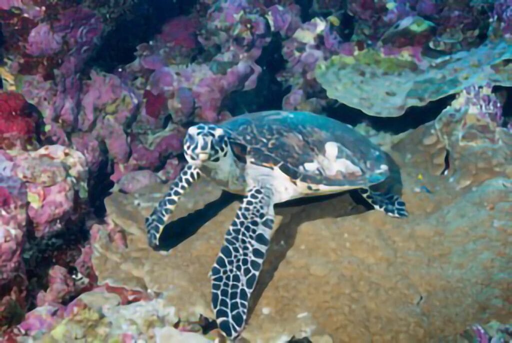 Photo of Sea Turtle