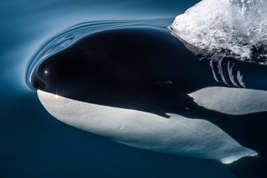 Photo of a killer whale by Adam Ernster