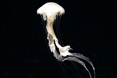Barron Spafford white jellyfish photo