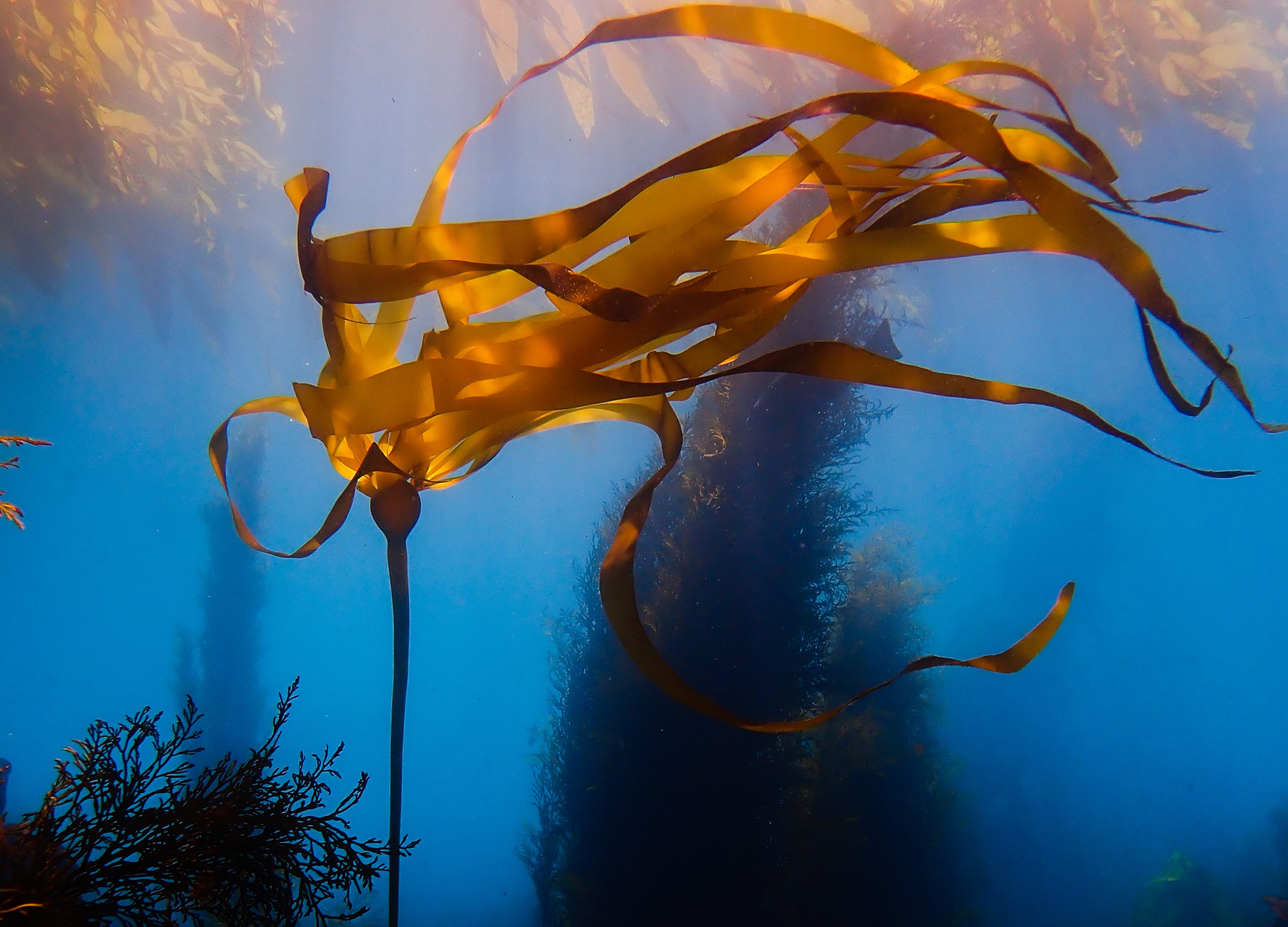 bull kelp