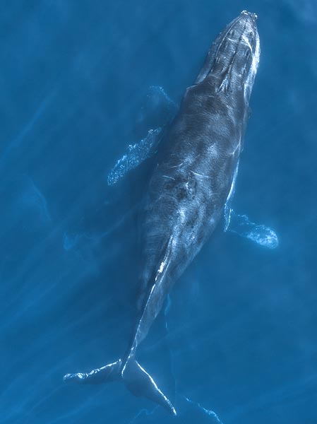 Aerial view of a humpback whale in the Santa Barbara Channel