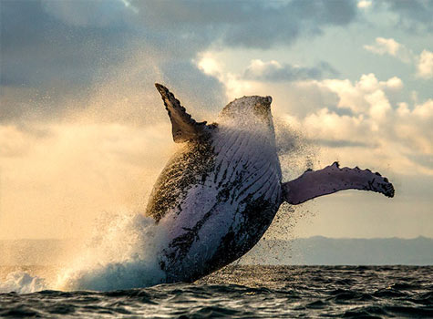 A whale leaping out of the water.